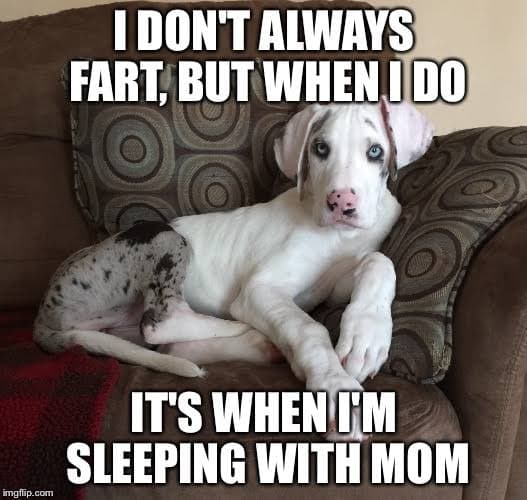 Great dane meme - i don't always fart but when i do it's when i'm sleeping with mom