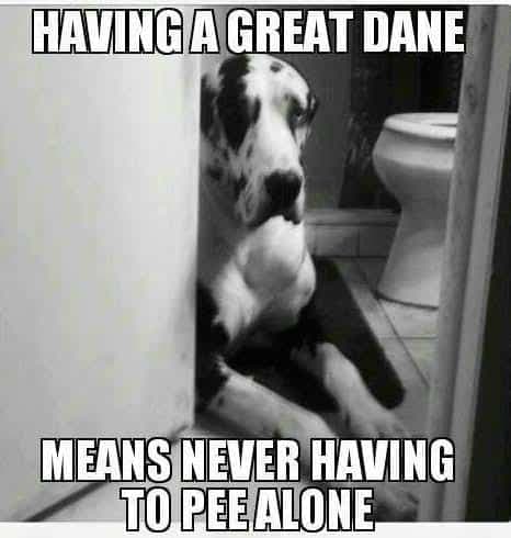 Great dane meme - having a great dane means never having to pee alone