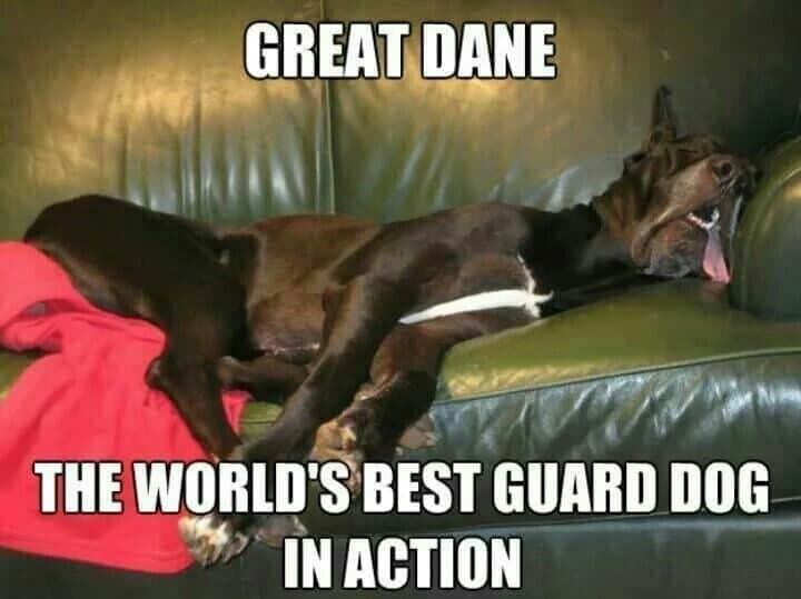 Great dane meme - great dane, the world's best guard dog in action
