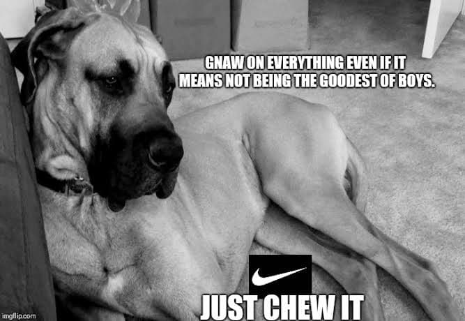 Great dane meme - gnaw on everything even if it means not being the goodest of boys. Just chew it.