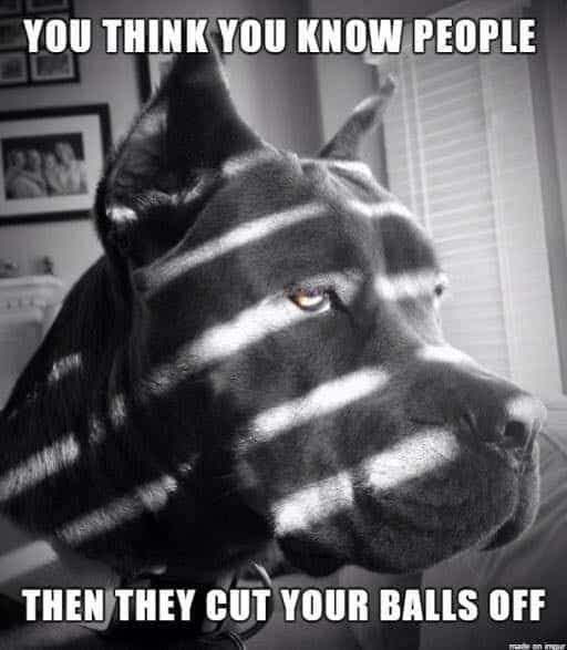 Great dane meme - you think you know people then they cut your balls off