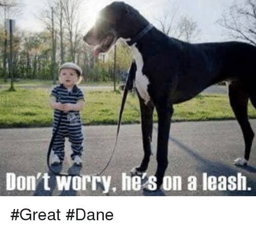 Great Dane Meme - Don't worry, he's on a leash. #great #dane