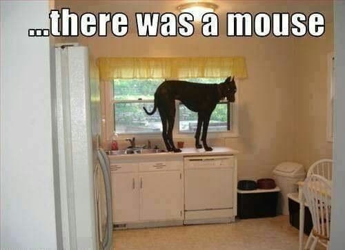 Great Dane Meme - ...there was a mouse