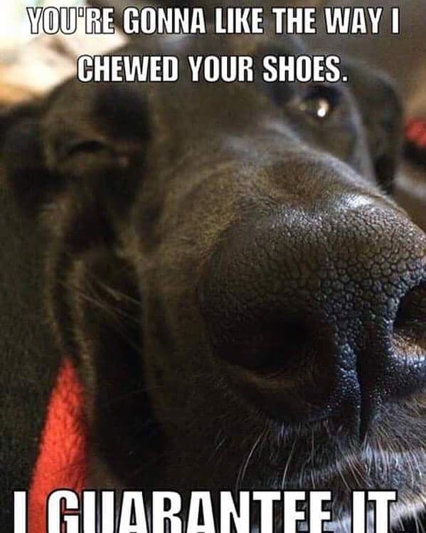 Great dane meme - you're gonna like the way i chewed your shoes. I guarantee it