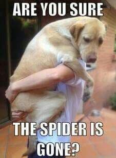 Petting dog meme - are you sure the spider is gone