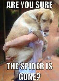 Petting Dog Meme - Are you sure the spider is gone