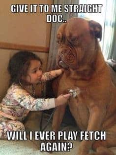 Petting dog meme - give it to me straight doc... Will i ever play fetch again