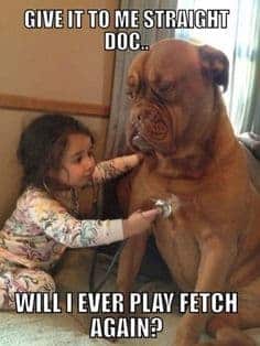 Petting Dog Meme - Give it to me straight doc... Will I ever play fetch again