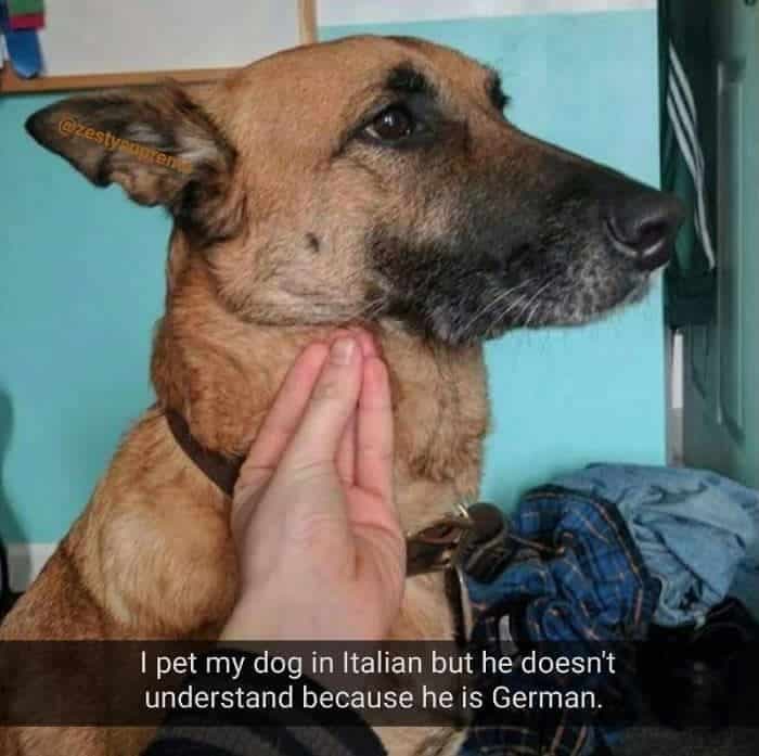 Petting dog meme - i pet my dog italian but he doesn't understand because he is german