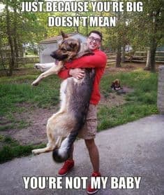 Petting dog meme - just because you're big doesn't mean you're not my baby