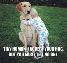 Petting Dog Meme - Tiny human I accept your hug but you must tell no one