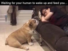 Petting dog meme - waiting for your human to wake up and feed you