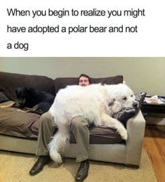 Petting dog meme - when you begin to realize you might have adopted a polar bear and not a dog