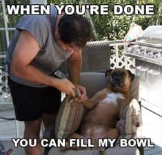 Petting dog meme - when you're done you can fill my bowl
