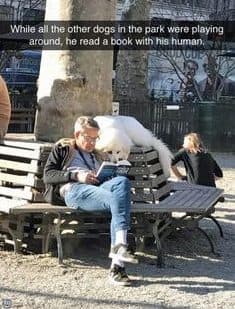 Petting dog meme - while all the other dogs in the park we're playing around he read a book with his human