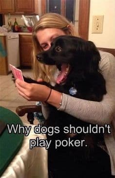 Petting dog meme - why dogs shouldn't play poker.