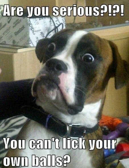 Hilarious dog meme - are you serious you can't lick your own balls