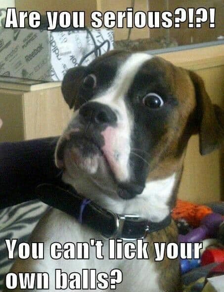 Hilarious Dog Meme - Are you serious you can't lick your own balls