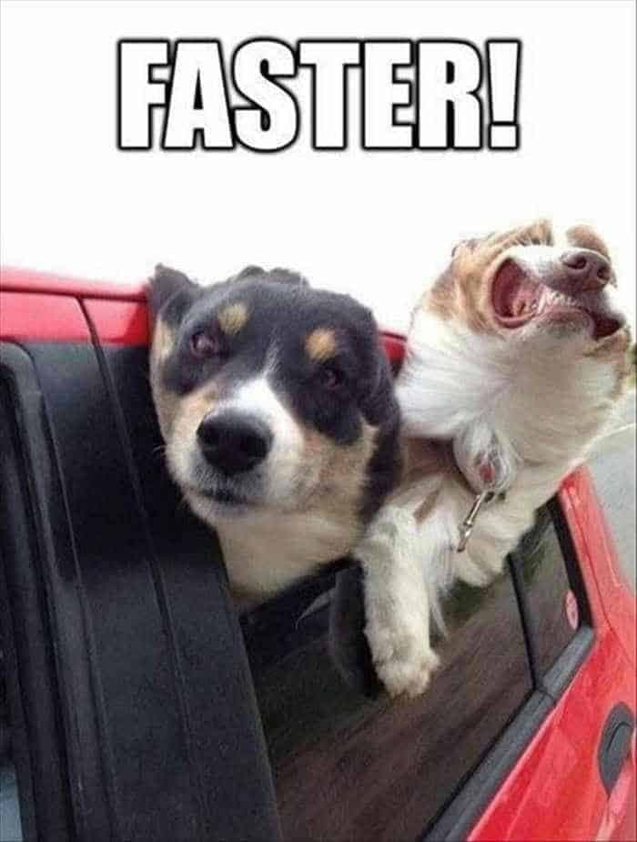 Hilarious dog meme - faster!