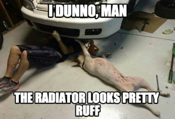 Hilarious dog meme - i dunno, man the radiator looks pretty ruff