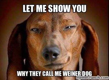 Hilarious dog meme - let me show you why they call me weiner dog