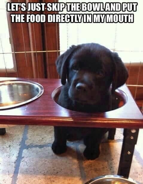 Hilarious dog meme - let's just skip the bowl and put the food directly in my mouth