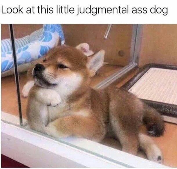 Hilarious dog meme - look at this little judgmental ass dog