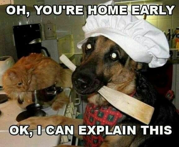 Hilarious Dog Meme - Oh, you're home early. Ok, I can explain this