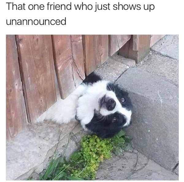 Hilarious dog meme - that one friend who just shows up unannounced