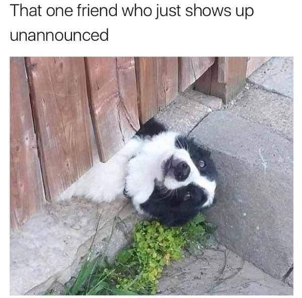 Hilarious Dog Meme - That one friend who just shows up unannounced