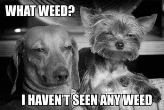 Hilarious Dog Meme - What weed I haven't seen any weed