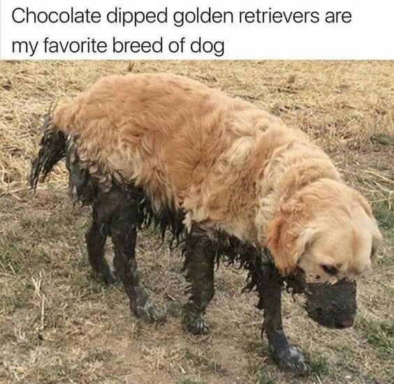 Hilarious dog meme -chocolate dipped golden retrievers are my favorite breed of dog