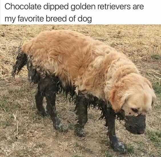 Hilarious Dog Meme -Chocolate dipped golden retrievers are my favorite breed of dog