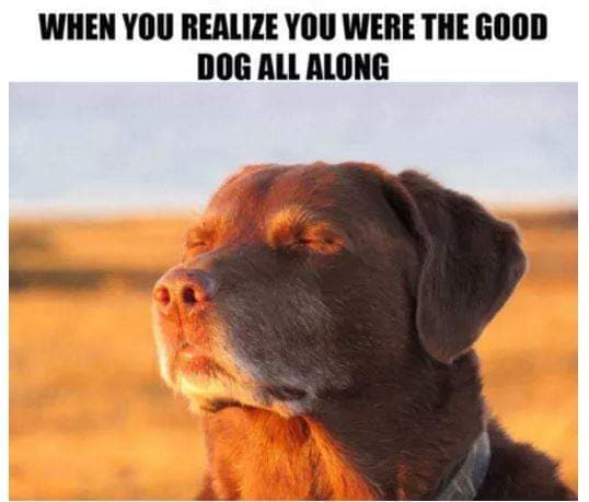Hilarious dog meme -when you realize you were the good dog all along