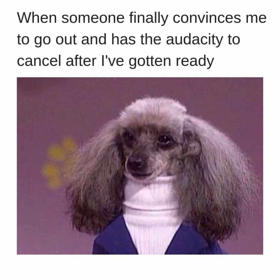 Poodle meme - when someone finally convinces me to go out and has the audacity to cancel after i've gotten ready