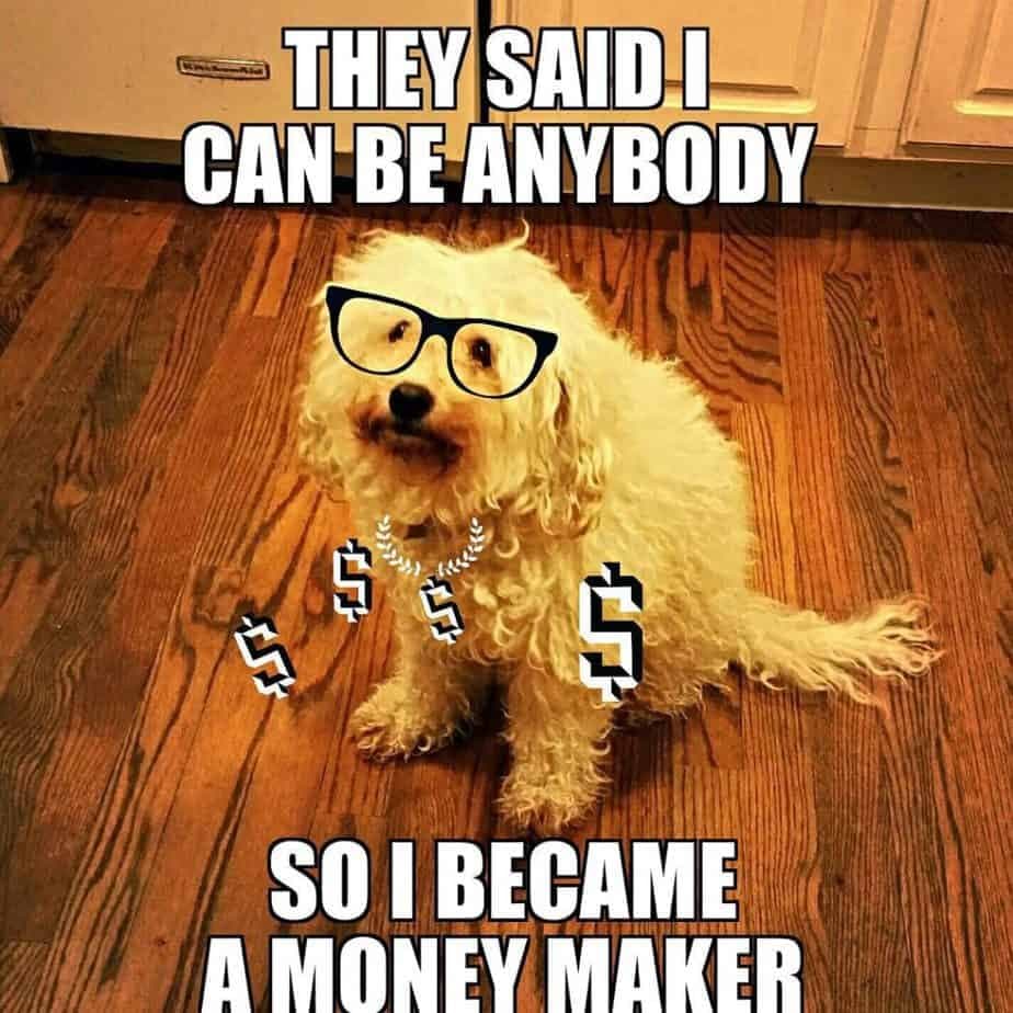 Poodle meme - they said i can be anybody so i became a money maker
