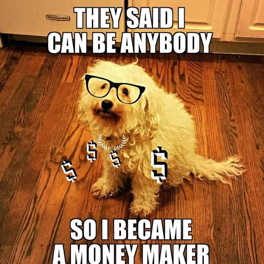 Poodle Meme - They said I can be anybody so i became a money maker