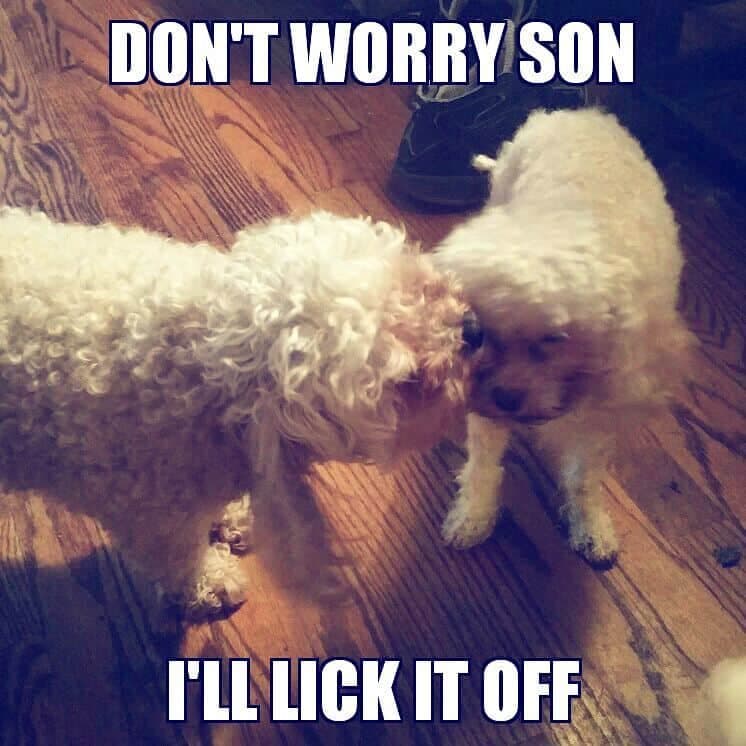 Poodle meme - don't worry son i'll lick it off