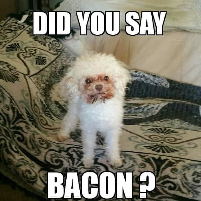 Poodle meme - did you say bacon