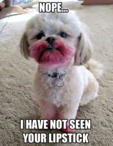 Poodle meme - nope... I have not seen your lipstick