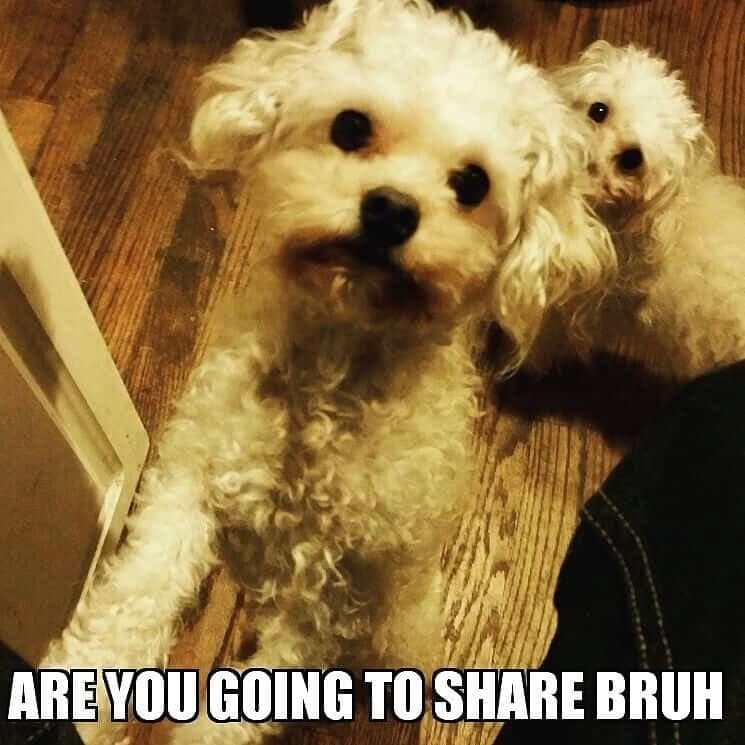 Poodle Meme - Are you going to share bruh