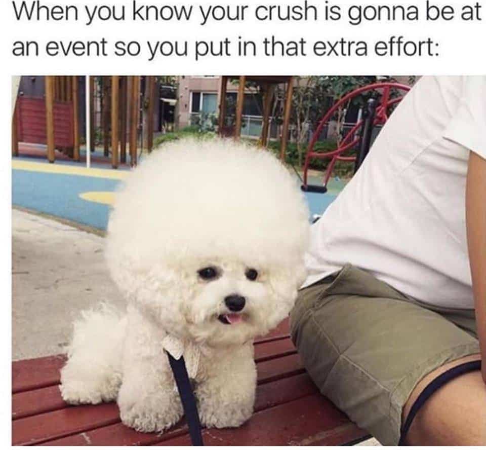 Poodle meme - when you know your crush is gonna be at an event so you put in that extra effort