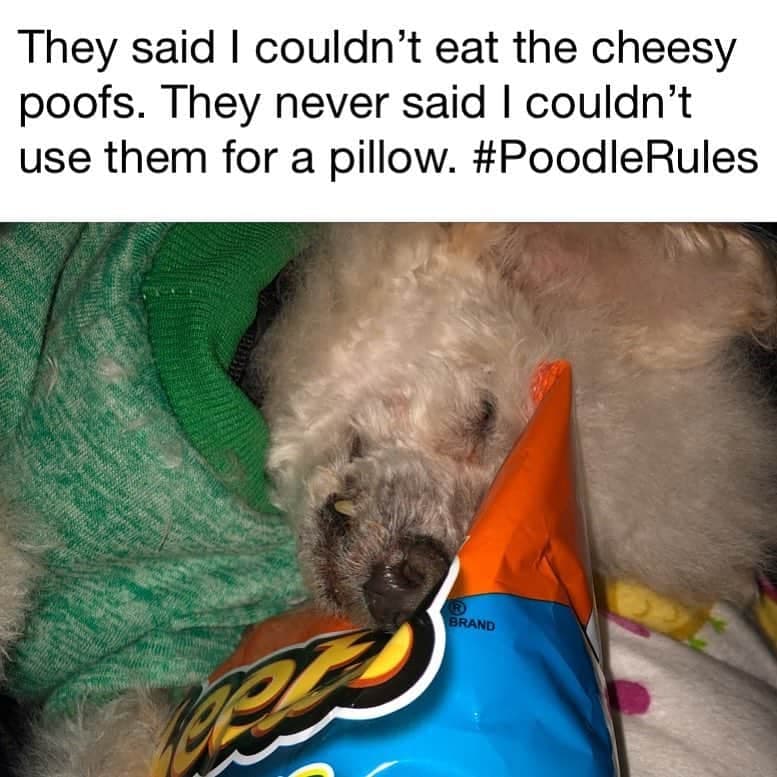 Poodle meme - they said i couldn't eat the cheesy poofs. They never said i couldn't use them for a pillow. Poodle rules