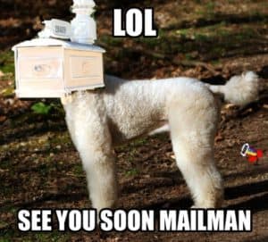 Poodle meme - lol see you soon mailman