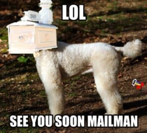 Poodle Meme - Lol see you soon mailman