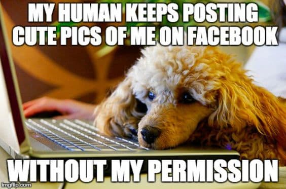 Poodle meme - my human keeps posting cute pics of me on facebook without my permission