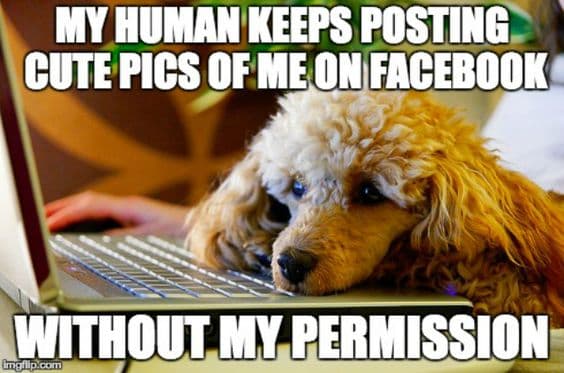 Poodle Meme - My human keeps posting cute pics of me on facebook without my permission