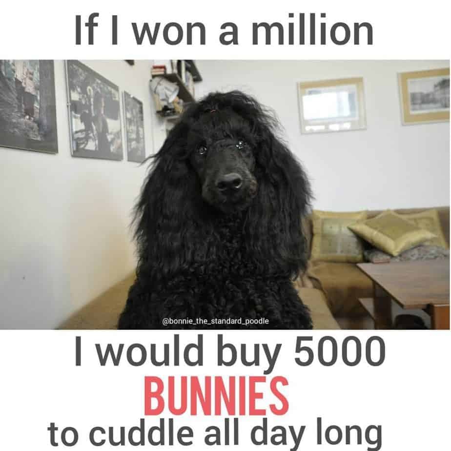 Poodle meme - if i won a million i would buy 5000 bunnies to cuddle all day long