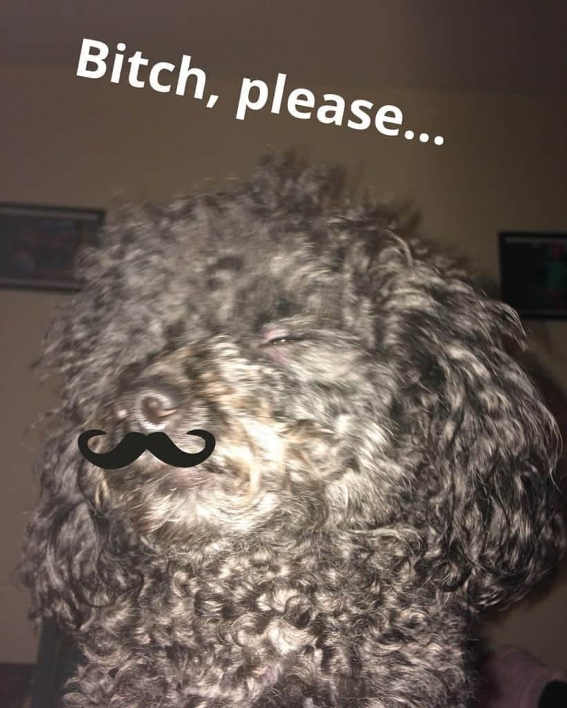 Poodle meme - bitch, please...