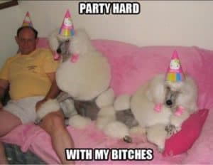Poodle meme - party hard with my bitches